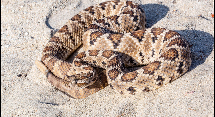 Cerralvo Island Rattlesnake
