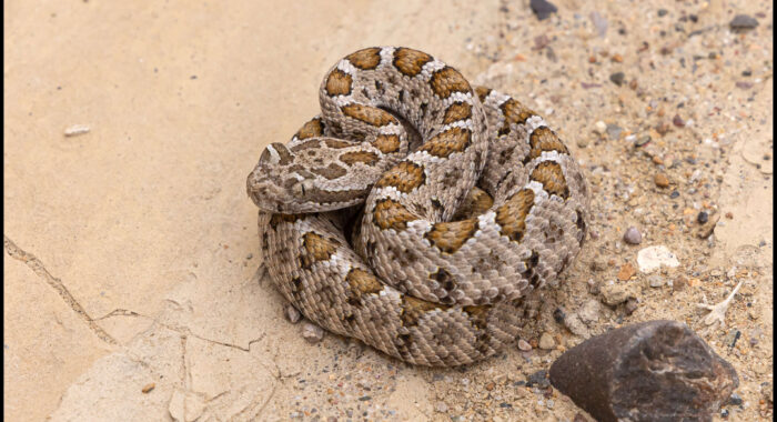 Rosario Rattlesnake