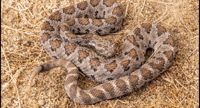 Baja California Rattlesnake in Mexico