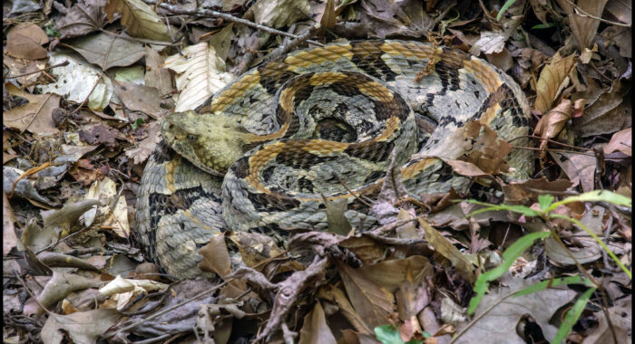 Canebrake Rattlesnake In The Leaves
