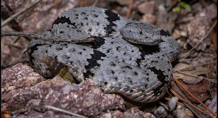 Female Banded Rock Rattlesnake From Santa Cruz County, Arizona