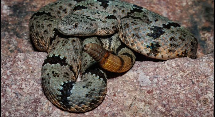 Banded Rock Rattlesnake from Arizona