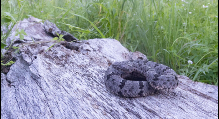Banded Rock Rattlesnake on a Log