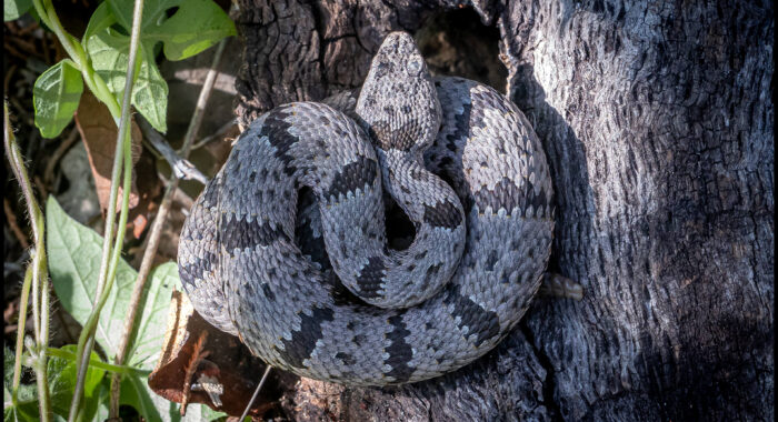 Banded Rock Rattlesnake From Above