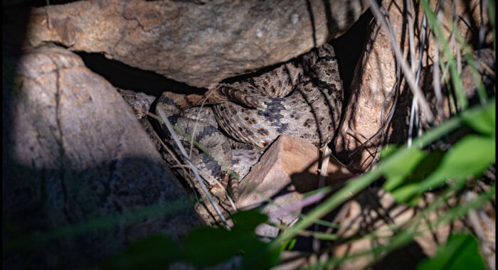 Banded Rock Rattlesnakes Courting Under A Rock
