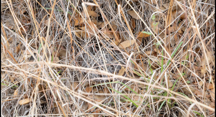 Banded Rock Rattlesnake Under Cover