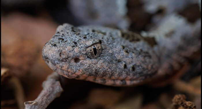 Banded Rock Rattlesnake Up Close