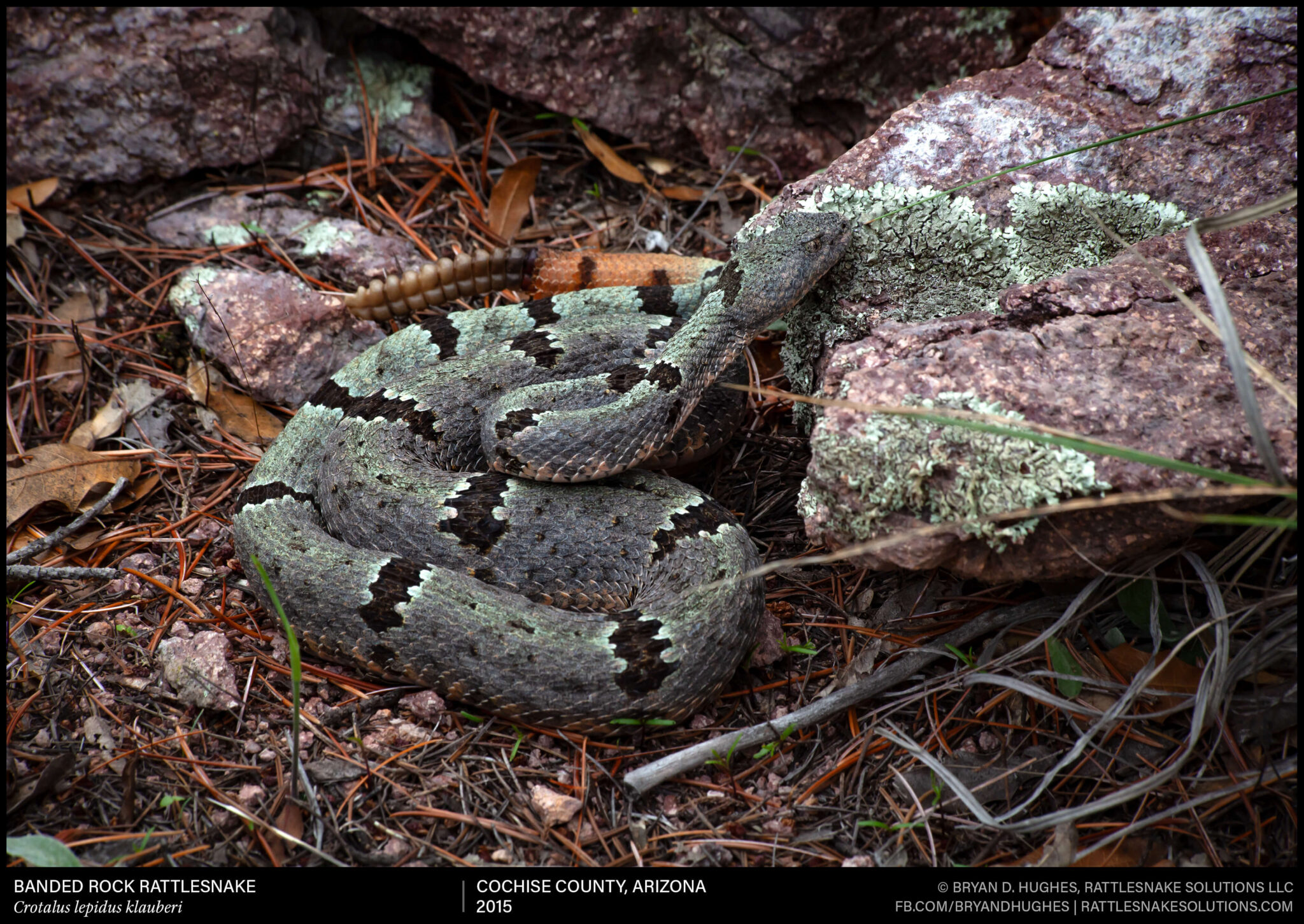 Banded Rock Rattlesnake with a Green Tint - Field Herper