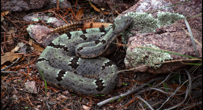 Banded Rock Rattlesnake with a Green Tint