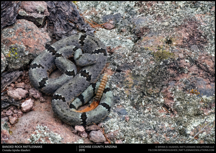 Rock Snake Example Banded Rock Rattlesnake On Lichen-Covered Rock - Field Herper