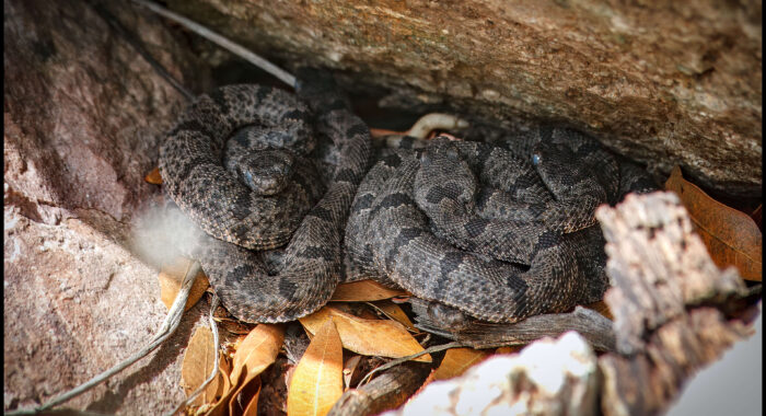 Newborn Baby Banded Rock Rattlesnakes
