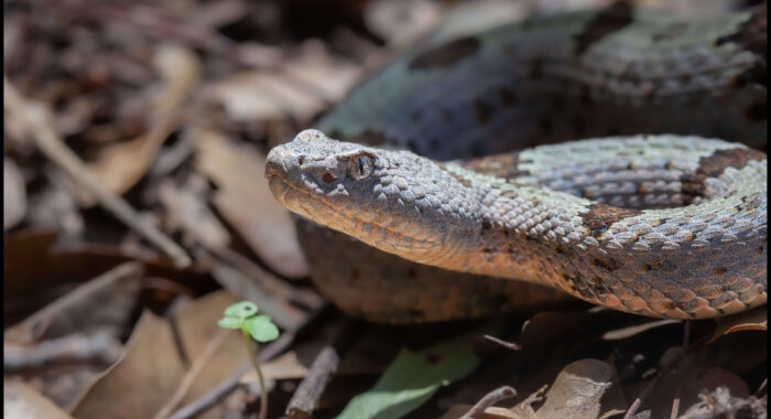 Banded Rock Rattlesnake
