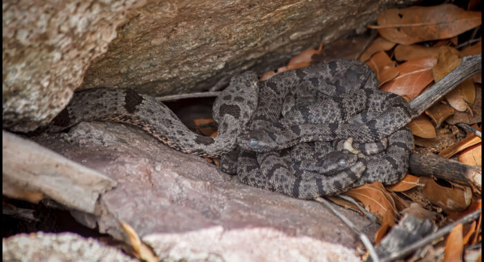 A Mother Banded Rock Rattlesnake Looks Over Her Newborns