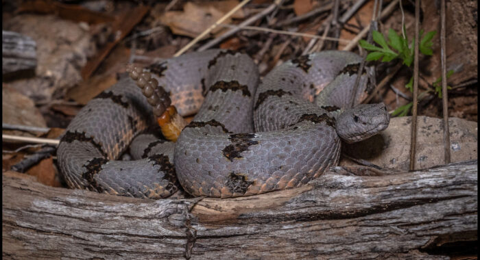 Banded Rock Rattlesnake
