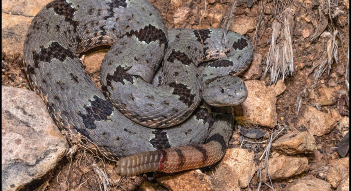 Banded Rock Rattlesnake in Arizona
