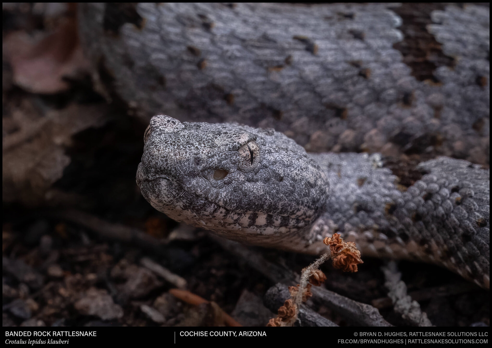 Banded Rock Rattlesnake Close Up - Field Herper
