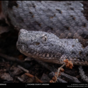 Banded Rock Rattlesnake Close Up