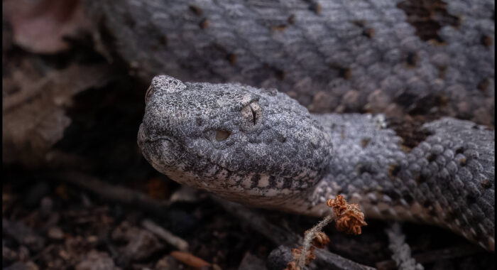 Banded Rock Rattlesnake Close Up