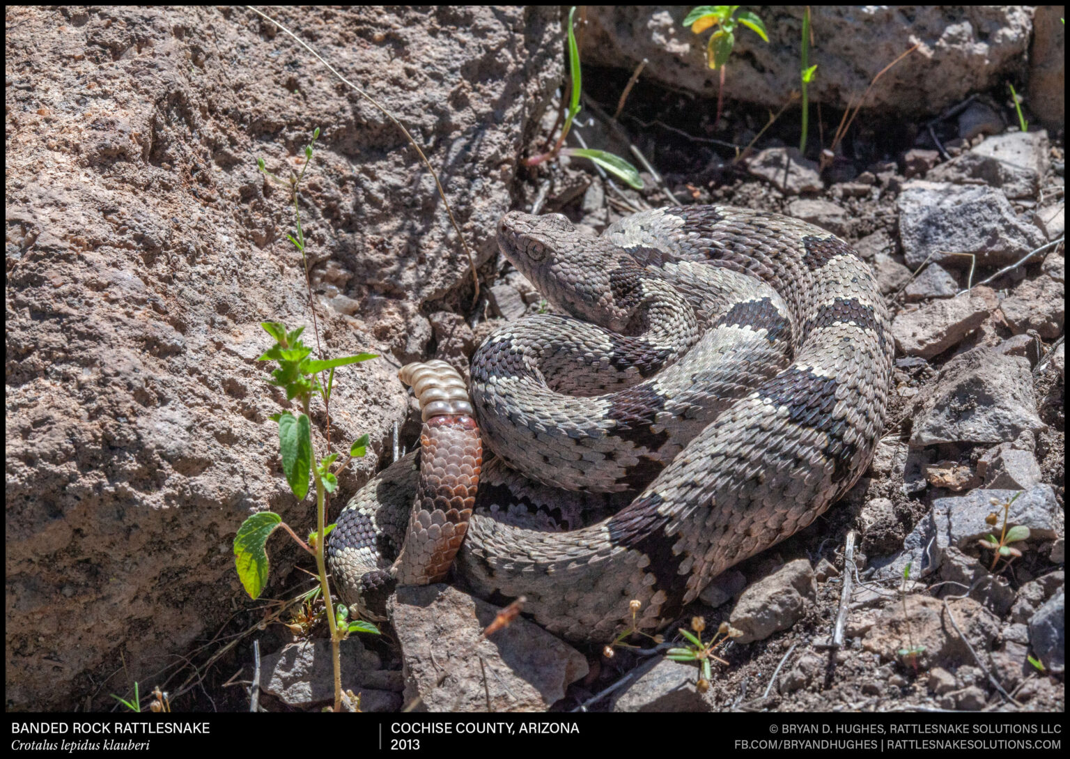 Banded Rock Rattlesnake - Field Herper