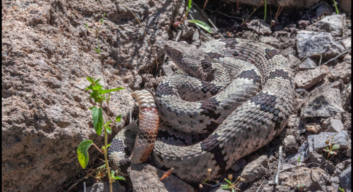 Banded Rock Rattlesnake