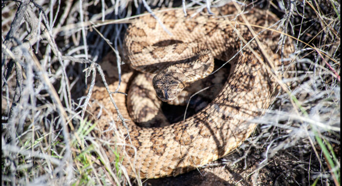 Great Basin Rattlesnake Defensive Behavior
