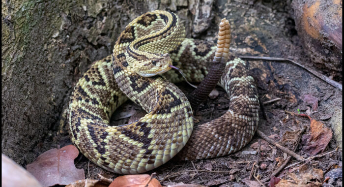 Veracruz Neotropical Rattlesnake in Mexico