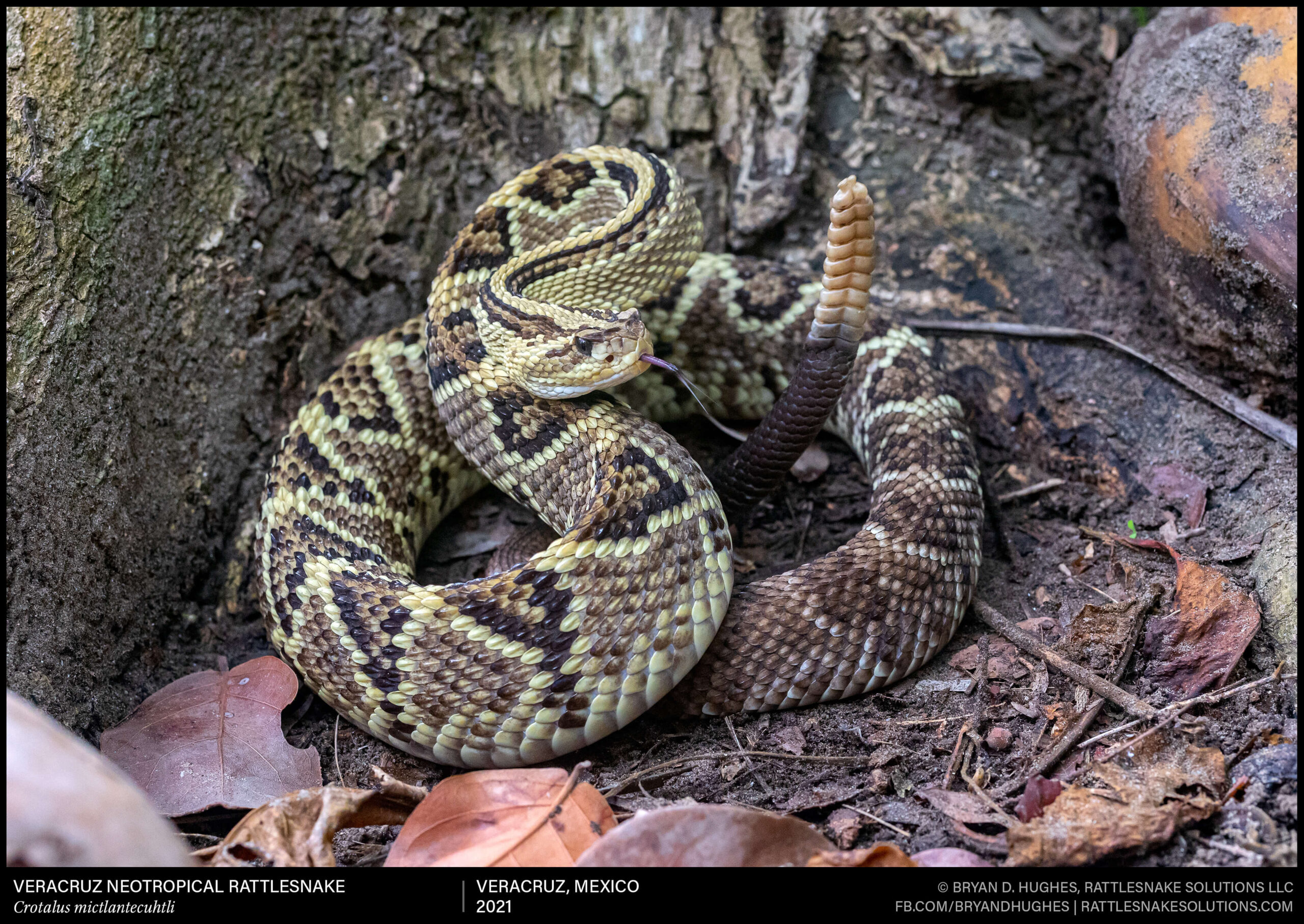 Veracruz Neotropical Rattlesnake in Mexico - Field Herper