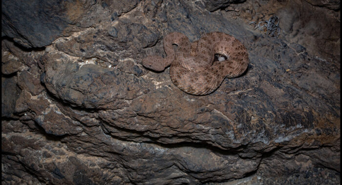 Speckled Rattlesnake in Basalt