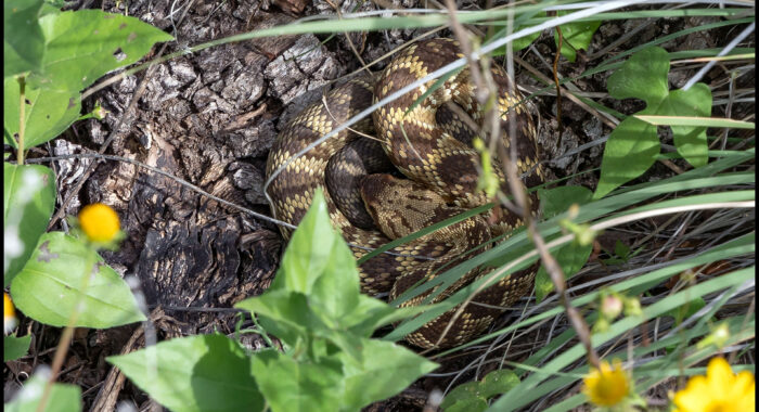 Blacktailed Rattlesnake In New Mexico