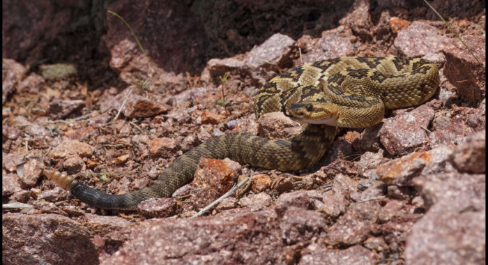 Blacktailed Rattlesnake from Southern Arizona