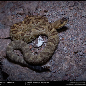 Blacktailed Rattlesnake from Greenlee County, Arizona