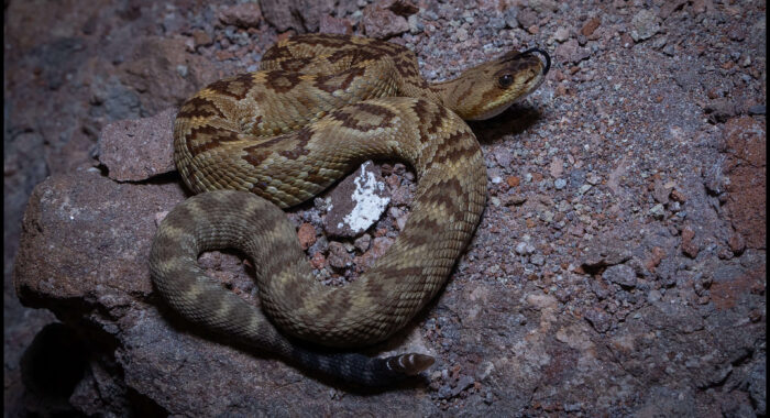 Blacktailed Rattlesnake from Greenlee County, Arizona