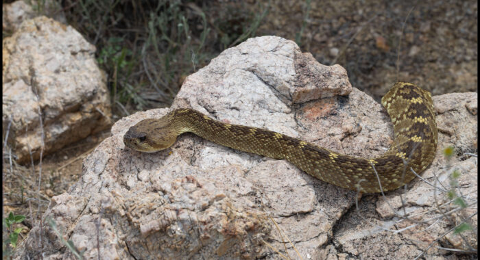 Blacktailed Rattlesnake on a Rock
