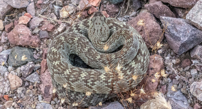 Desert Phase Blacktailed Rattlesnake