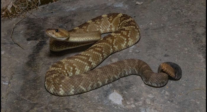 Blacktailed Rattlesnake with Faint Grey Bands