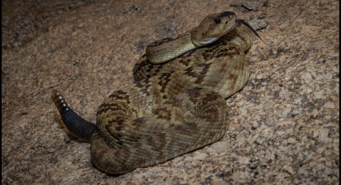 Blacktailed Rattlesnake in Arizona
