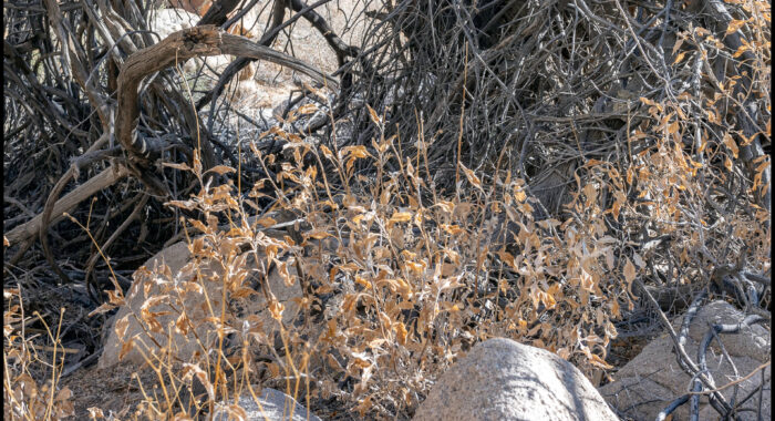 Northern Blacktailed Rattlesnake in a Tree