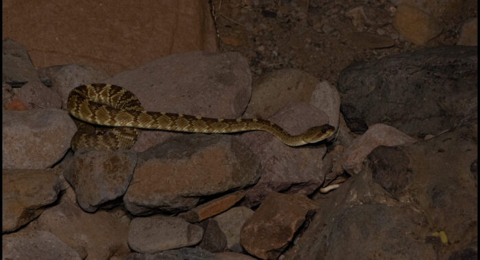 Young Blacktailed Rattlesnake