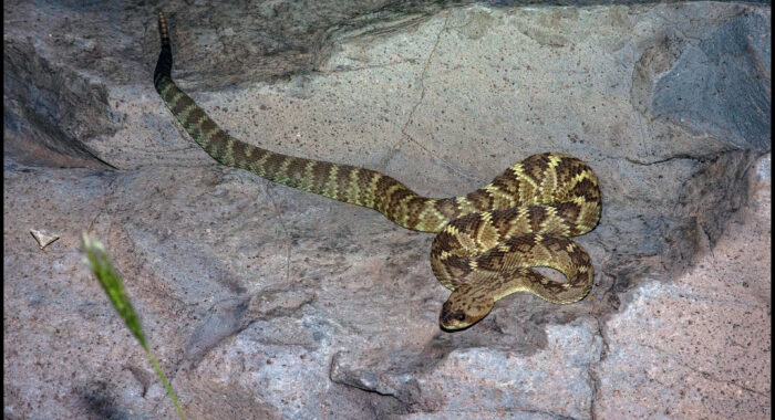 Blacktailed Rattlesnake in a Canyon Near Phoenix