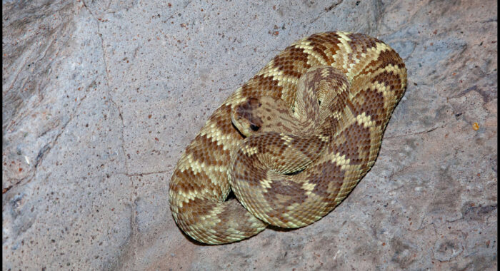 Blacktailed Rattlesnake At Water
