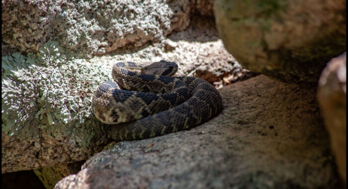 Blacktailed Rattlesnake Morning Bask
