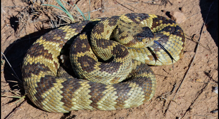 Blacktailed Rattlesnake