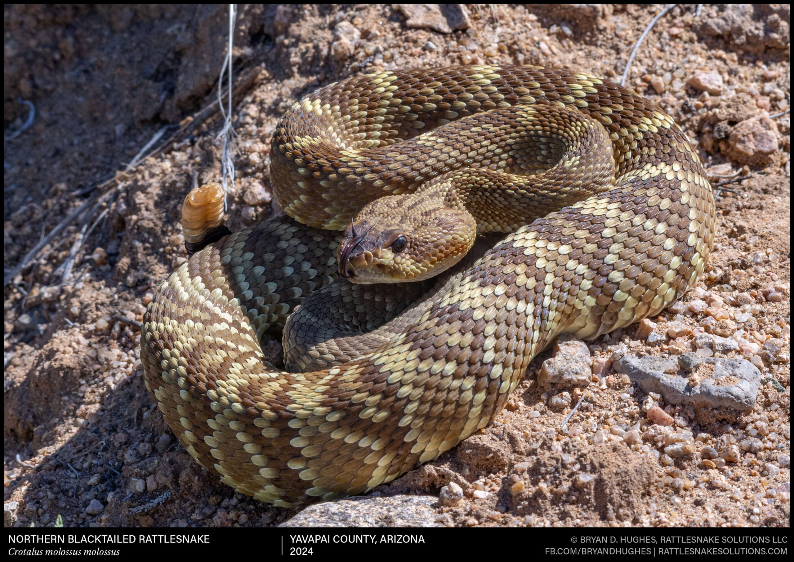 Blacktailed Rattlesnake From Central Arizona - Field Herper