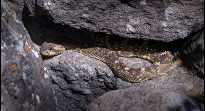 Blacktailed Rattlesnake Den