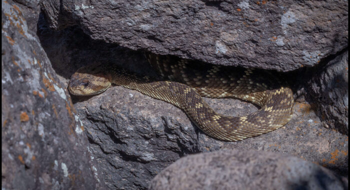 Blacktailed Rattlesnake At A Den