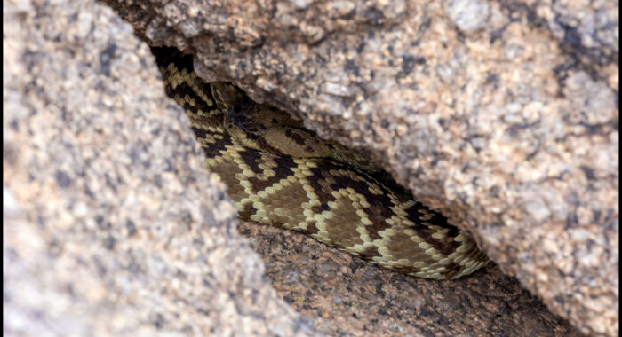 Blacktailed Rattlesnake In Its Den