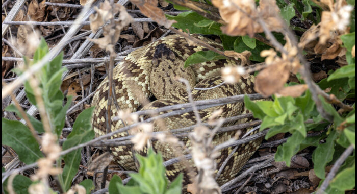 Blacktailed Rattlesnake at the Den