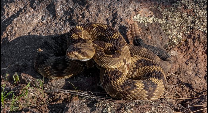 Blacktailed Rattlesnake from Greenlee County, Arizona