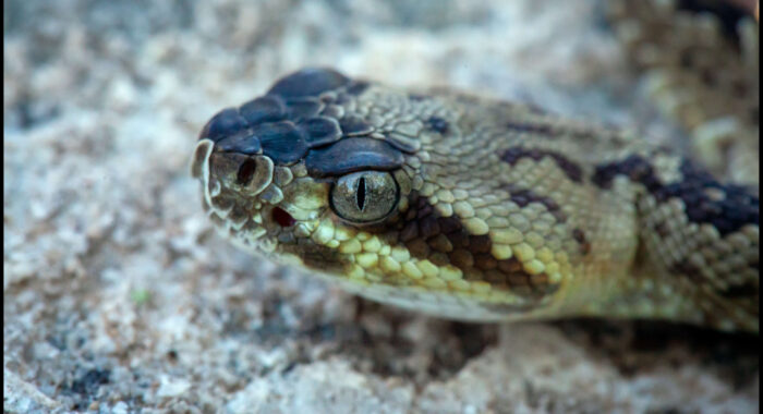 Baby Blacktailed Rattlesnake