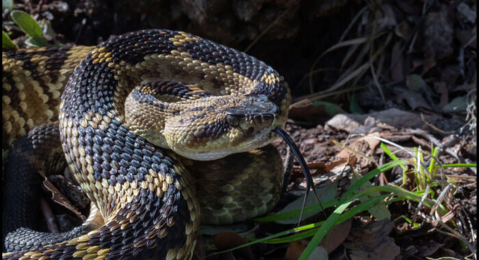 Arizona Black Rattlesnake In The Sun